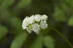 White baneberry <BR>Doll's eyes